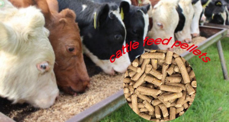 Industrial cattle feed pellet production line showing maintenance access points and critical wear components
