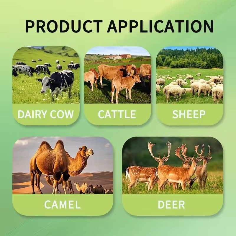Modern cattle feed production line facility showing complete pellet manufacturing system