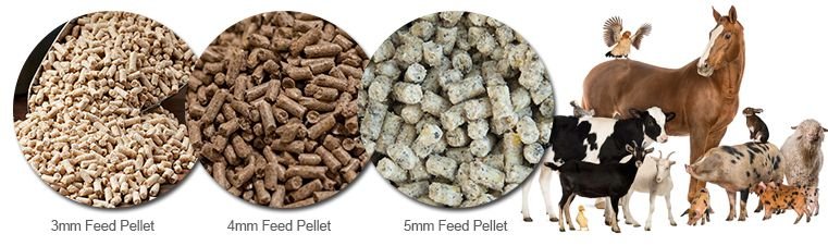 Single-Screw Extruder for Aqua Feed: Efficient Custom Solutions 8 Close up of pellet quality testing showing pellet durability index measurement equipment and pellet samples
